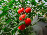 Hortalizas, frutas y espe