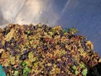 Fiambalá y Tinogasta en C