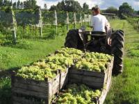 La vendimia no está de fi