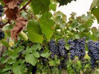 “El 95% de la industria d