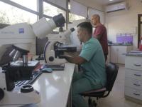 Leucemia mieloide crónica