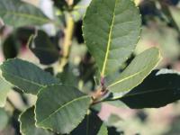 El INYM comienza el viern