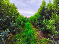 La yerba mate orgánica pr