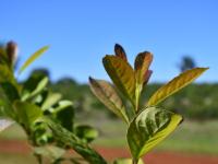 Yerba mate: El Gobierno N