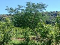 Crecen con buen desarroll