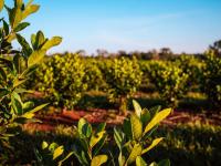 Producción y conservación