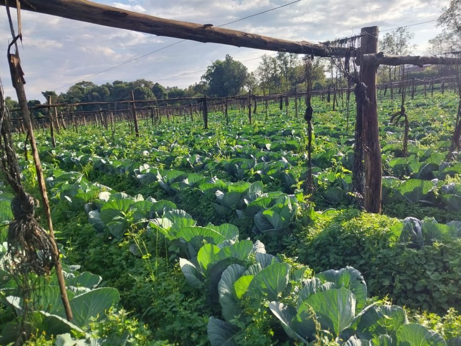 Repollo, coliflor y brócoli: Cultivos que fortalecen la horticultura de invierno en la provincia de Misiones