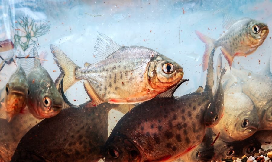 En la provincia Misiones comercializó 16.500 kilos de pescado en el mes de Abril y fortalece la cadena acuícola en trece Municipios