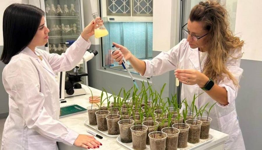 La revolución invisible: Cómo una bacteria endófita está cambiando la forma de nutrir los cultivos