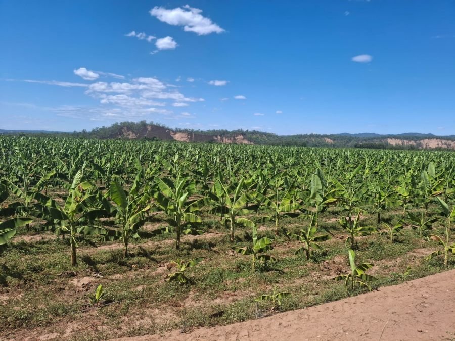 Biofábrica Misiones valida en Salta el éxito productivo del banano Cavendish