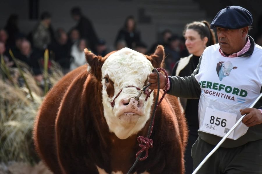 La Asociación Argentina Criadores de Hereford ya palpita en la Exposición Rural de Palermo 2026: La raza sin fronteras