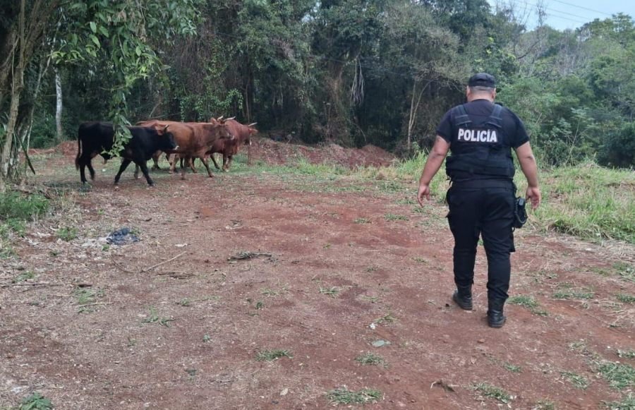 La Policía de Misiones evitó un posible siniestro vial al retirar animales sueltos sobre la Ruta Nacional Nº 12, en cercanías de la ciudad de Eldorado