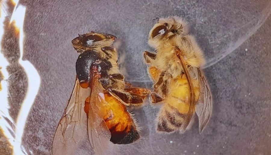 Desarrollo del INTA: Con biotecnología, lograron reducir el impacto de un virus letal para las abejas