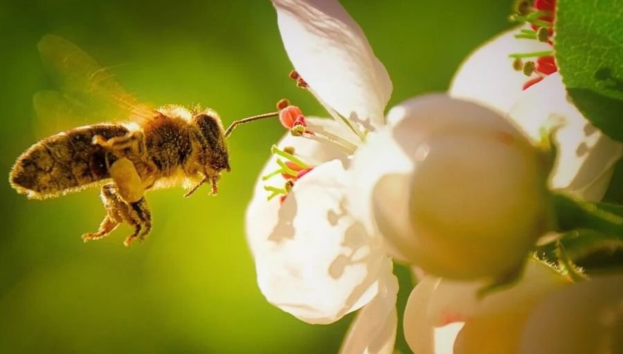 Biotecnología única en el mundo: Científicos de la Universidad Nacional de Buenos Aires “entrenan” abejas para hacer rendir más los cultivos