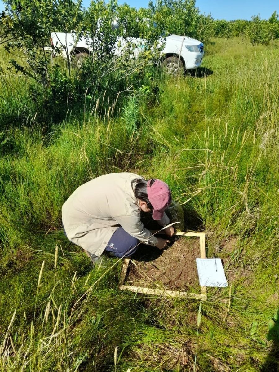 El uso del abono natural produce mayor cantidad de materia verde y aumenta la diversidad de la cobertura verde espontánea en el cultivo de yerba mate
