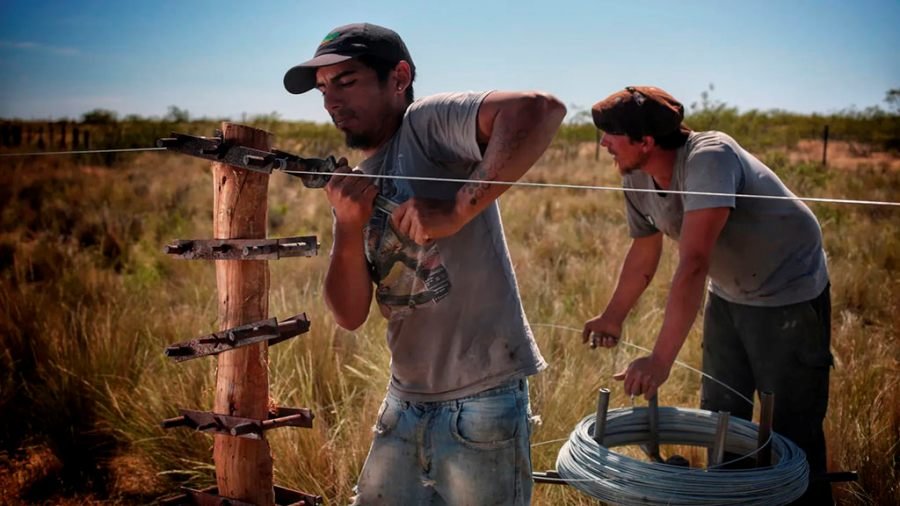 ¿Cuántos kilos de novillo, trigo o maíz se necesitan para alambrar 1.000 metros de campo?