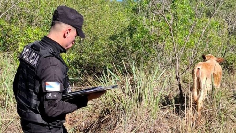Misiones: Rápido rastrillaje policial permitió recuperar un ganado vacuno, de aproximadamente 80 kilos que habría sido hurtado en la zona rural en la localidad de Bonpland