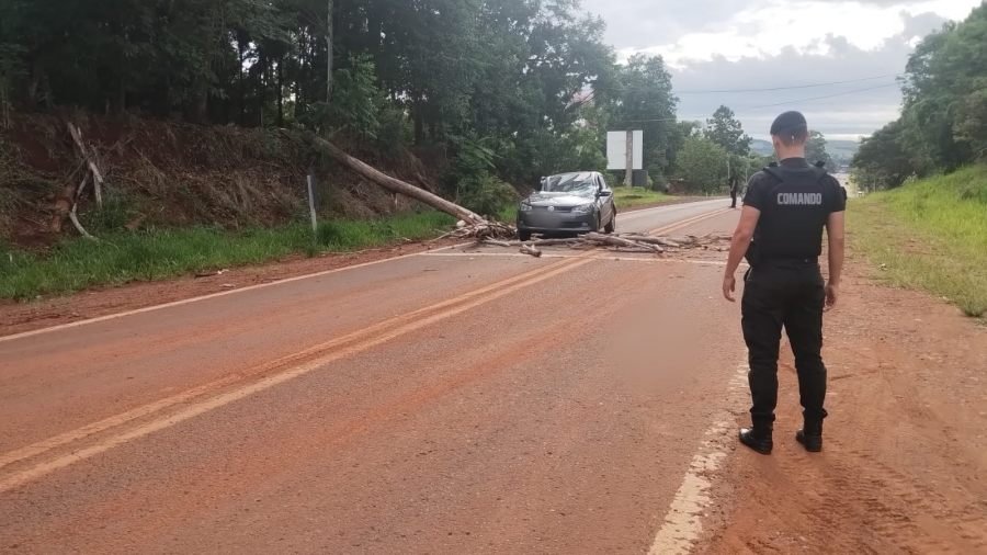 San Antonio: Un árbol cayó sobre un automóvil en la Ruta Nacional 101 y el conductor fue hospitalizado