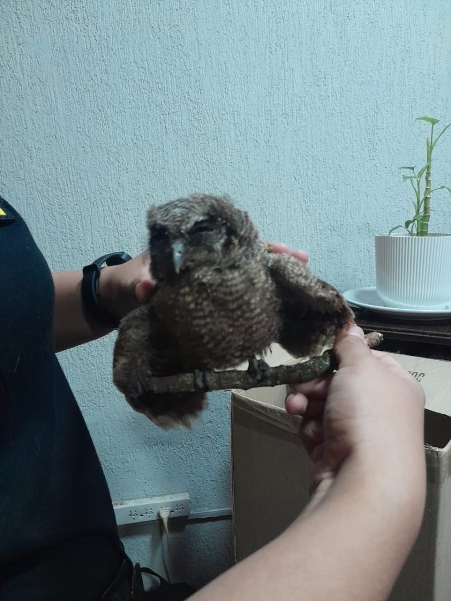 Tres aves rescatadas en menos de 24 horas mediante operativos policiales en distintos puntos de la provincia de Misiones