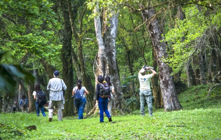 Entre senderos y aves: La ciudad de Oberá será escenario de una jornada para conectar con la naturaleza misionera