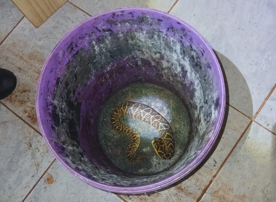 Apóstoles: La División Bomberos de la Unidad Regional VII,  especializada en el manejo de fauna silvestre rescataron una serpiente dentro de una vivienda