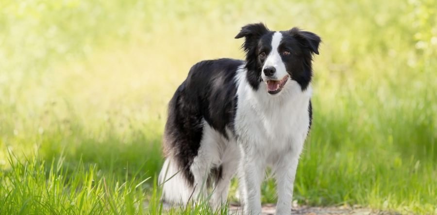 Los perros pueden formar su vocabulario como nenes chiquitos: cuáles son las razas más “talentosas”