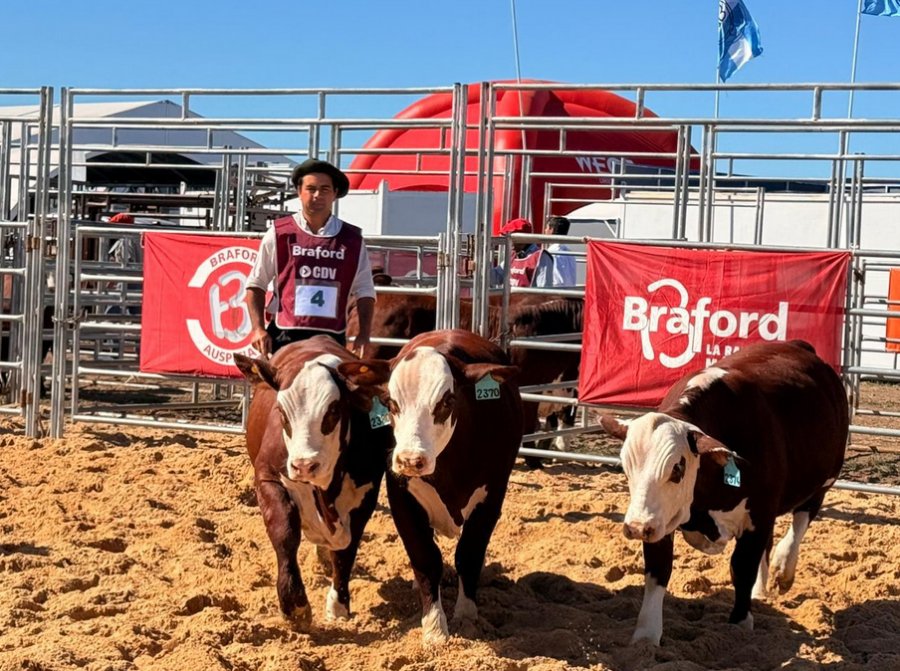 Bradford avanza en Expoagro: La raza que integra Inteligencia Artificial, sostenibilidad y exportación validó su liderazgo con un remate récord