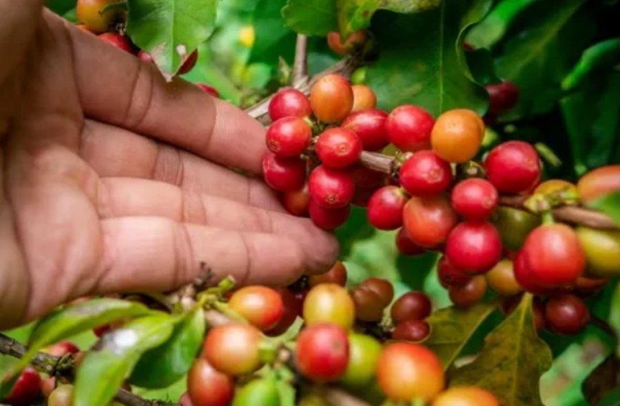 Entró en vigencia el Programa de Promoción de Cultivo y Comercialización de Café en la provincia de Misiones