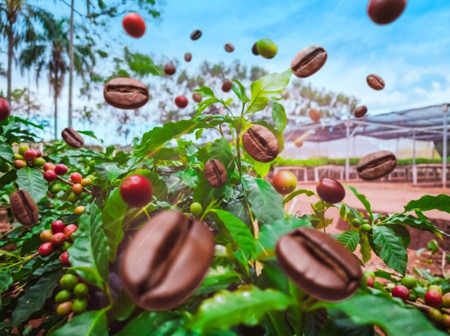 Se realizará en la ciudad de Eldorado una jornada técnica sobre el cultivo de café como alternativa productiva en la provincia de Misiones