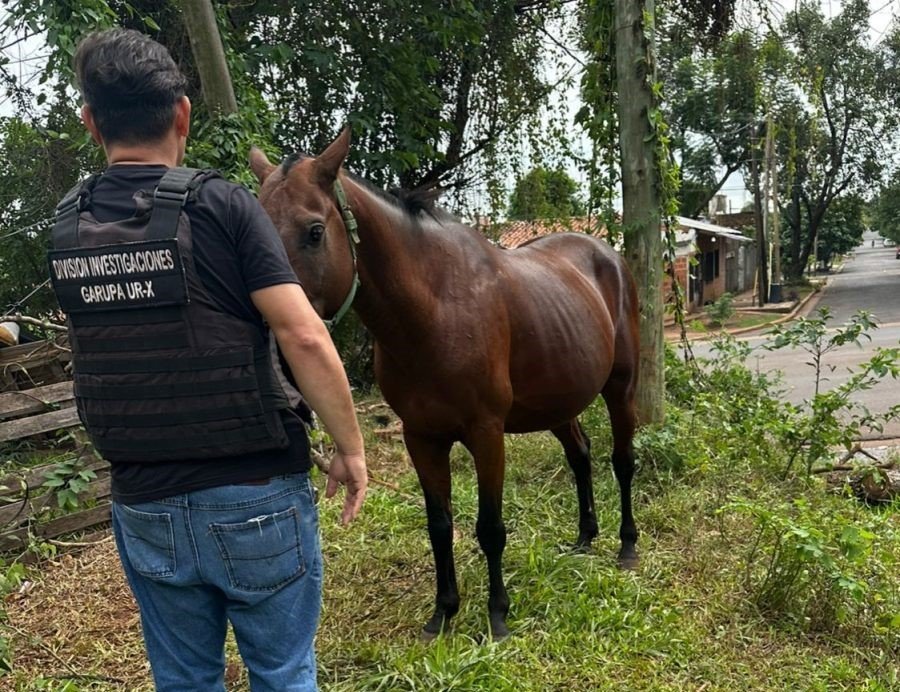 Habría sustraído un caballo de raza cuarto de milla y lo quería rematar por Marketplace: La Policía de Misiones lo recuperó tras un rastreo digital