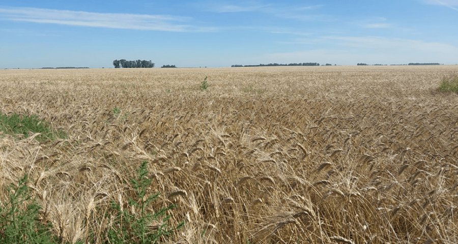 La cebada también hace su aporte: Cerró la cosecha con una producción histórica