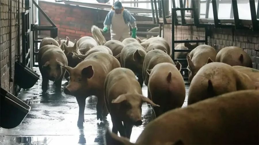 Detectan foco de Peste Porcina Clásica en una granja en Brasil