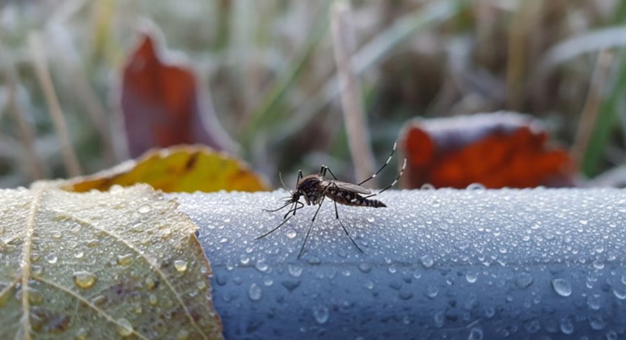 Aumentaron los casos de Chikungunya en Tucumán y las autoridades pidieron extremar los cuidados