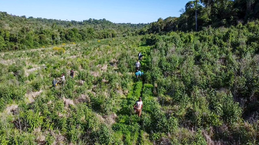 Misiones: Más de cinco mil árboles nativos para recuperar la selva en el Parque Provincial Foerster en el Municipio de Comandante Andresito