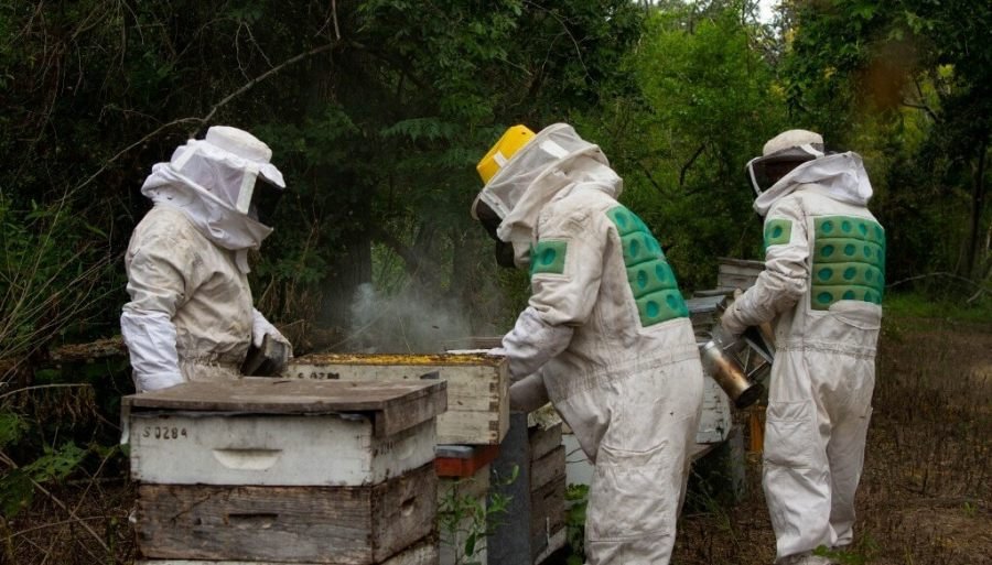 La apicultura exhibe un “dulce” comienzo de campaña: Rindes de hasta 50 kilos en Santa Fe