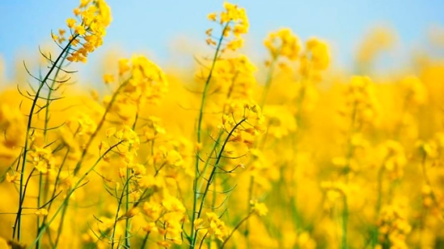 La colza regresa con variedades muy competitivas en alimento y energía