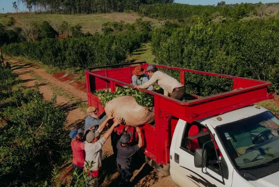 Misiones: Las medidas de apoyo al sector yerbatero inyectaron más de 5 mil millones de pesos en créditos a tasa cero y a tasa bonificada