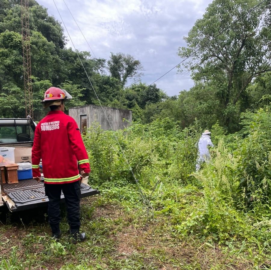 En el Municipio misionero de Santo Pipó, operarios fueron atacados por abejas y Bomberos lo trasladaron el enjambre a un lugar seguro