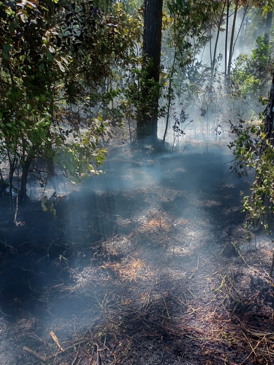 Incendio en el Municipio de Corpus Christi consumió una hectárea de pinar, el foco ígneo se desarrolló en una zona de difícil acceso y no se registraron personas lesionadas