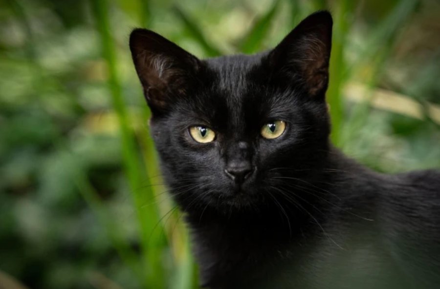 Ciudad española suspende adopción de gatos negros por riesgo de prácticas esotéricas en Halloween