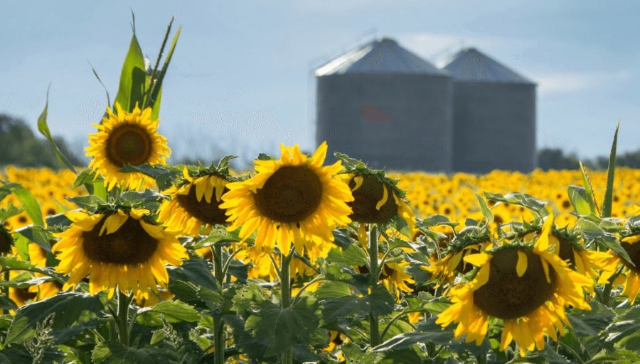 El girasol rompe el tablero: Molienda histórica y exportaciones que crecen más del doble
