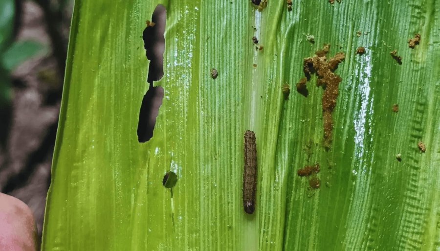 Alerta en el maíz: El norte de Santa Fe ya sufre ataques tempranos de gusanos cogolleros