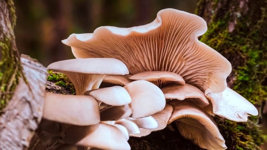 Misiones: Ponen en marcha el registro de productores y recolectores de hongos comestibles