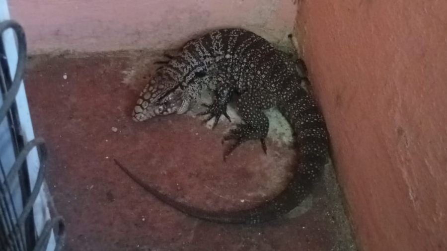 Posadas: Rescataron un lagarto de gran tamaño que había ingresado a una vivienda en el Barrio Miguel Lanús, el reptil fue retirado y liberado en su hábitat natural