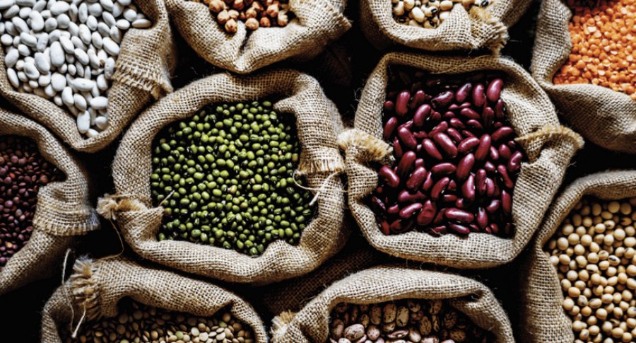 Las legumbres van por un plan para reforzar la genética y revertir “un retraso varietal de 20 años”