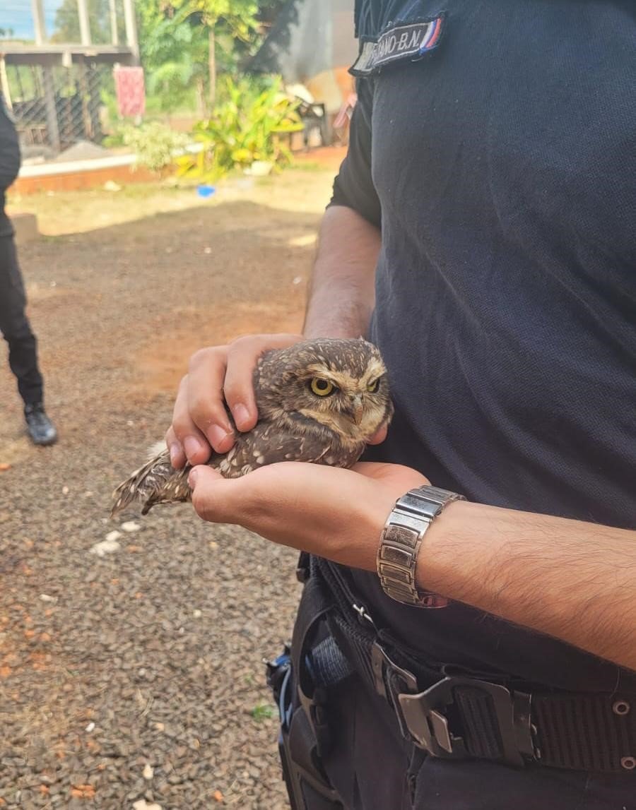 Encontró una lechuza herida dentro de su casa y la Policía de Misiones intervino para rescatarla, fue en la localidad de Jardín América