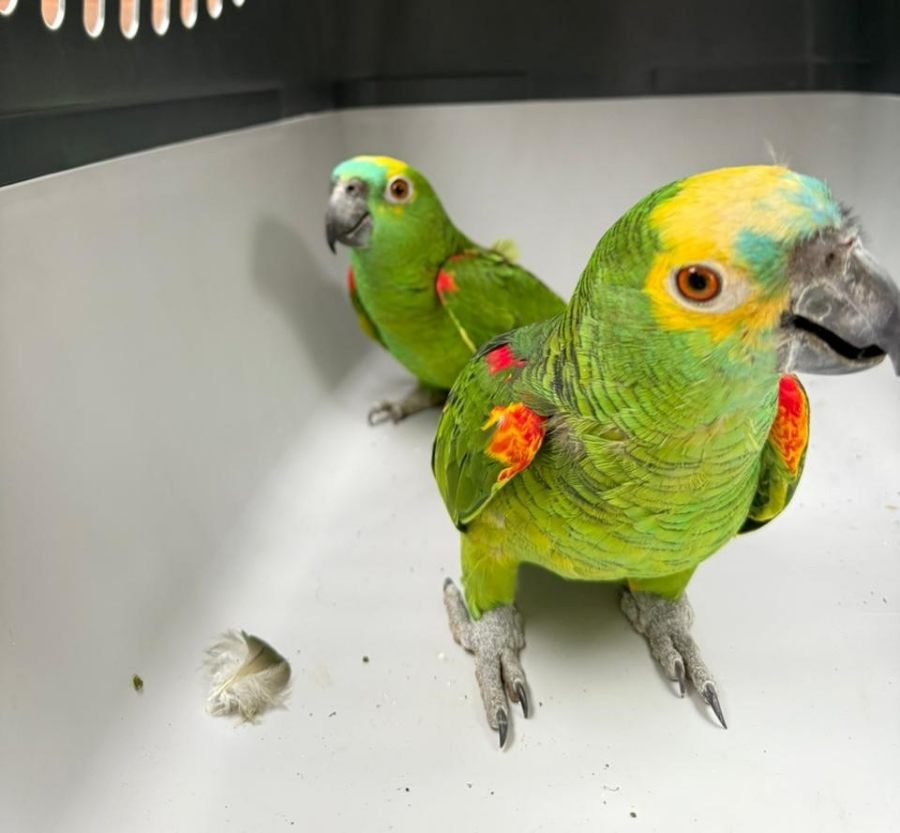 Rescataron cuatro loros habladores y secuestraron documentación irregular durante un allanamiento en la ciudad de Puerto Iguazú