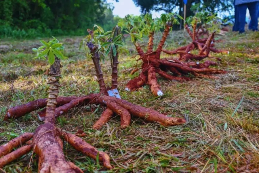 El INTA desarrolla cultivares de mandioca para el consumo y la industria