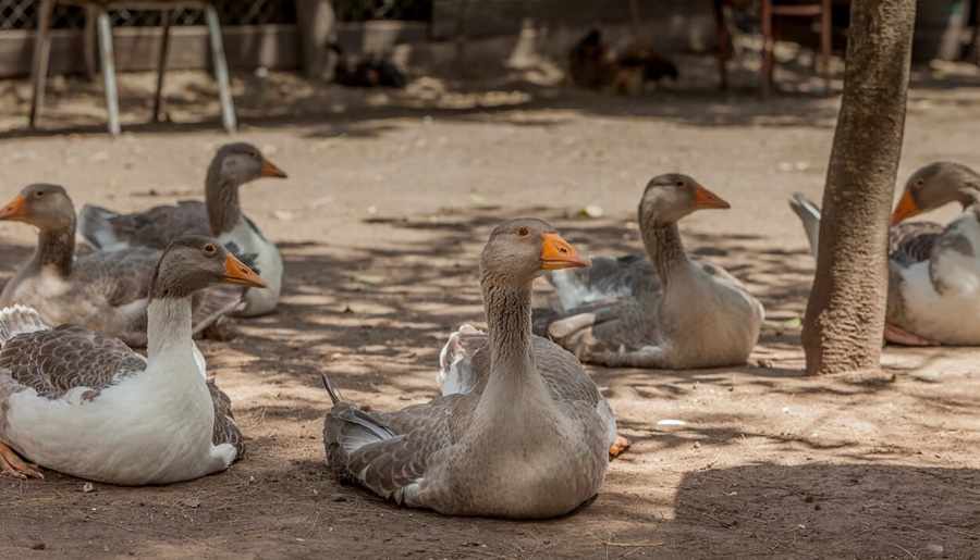 Dos patos en Córdoba, el segundo caso argentino de gripe aviar