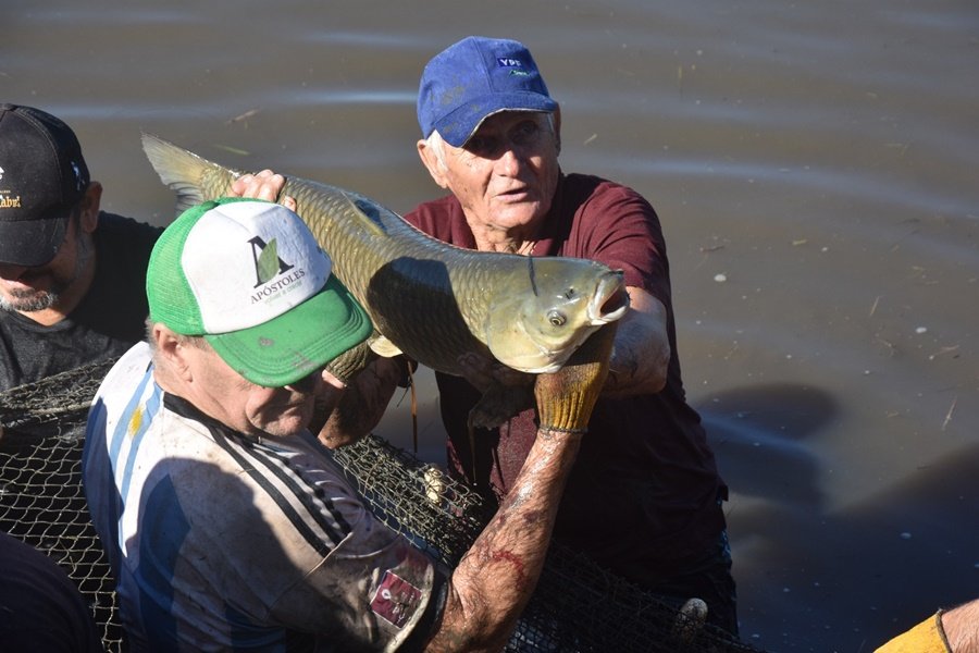 Apóstoles: Cosecha de peces a pie de estanque en el Municipio, una experiencia imperdible en Semana Santa